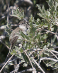 Western Wood Pewee